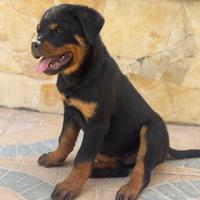 Cuccioli di rottweiler