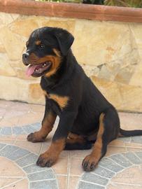 Cuccioli di rottweiler