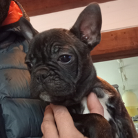 Bulldog francese