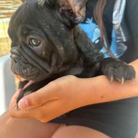 Bulldog francese