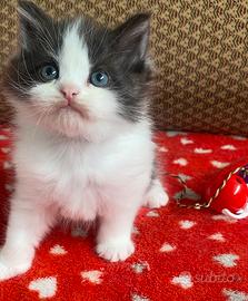 Cucciolo di persiano normotipo MASCHIO