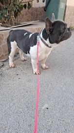 Bulldog Francese
