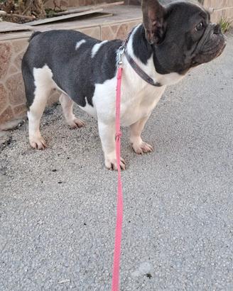 Bulldog Francese