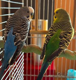 Pappagalli con gabbia XL