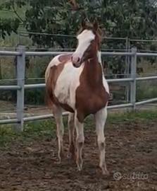 Puledro Paint Horse