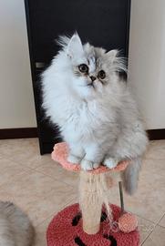 Cucciola persiana Chinchilla