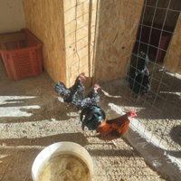 Gallina bantam nana, ayam cemani, quaglia