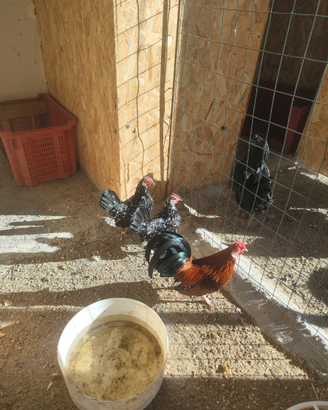 Gallina bantam nana, ayam cemani, quaglia