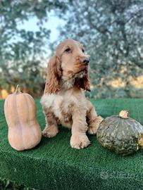 Cocker spaniel inglese pedigree arrancio roano