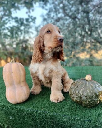 Cocker spaniel inglese pedigree arrancio roano