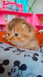 Gattini scottish con pedigree