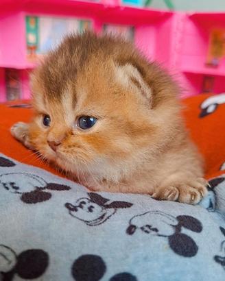 Gattini scottish con pedigree
