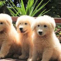Cuccioli di pastore maremmano