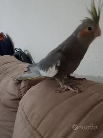 Pappagallo Calopsite