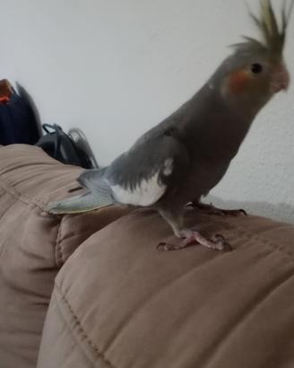 Pappagallo Calopsite