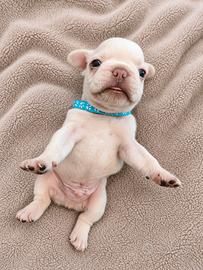 Bulldog Francese
