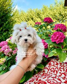 Cuccioli Maltese Koreani