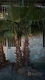 Piante di palme