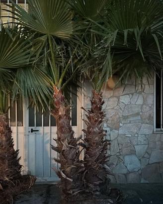 Piante di palme