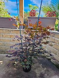 2 PIANTE DI ACER PALMATUM ANGUILLARA SABAZIA 