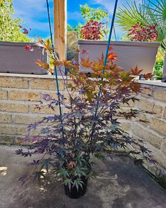2 PIANTE DI ACER PALMATUM ANGUILLARA SABAZIA 