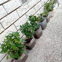 Piante di Evomino non variegato