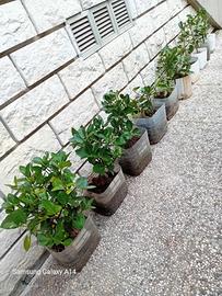 Piante di Evomino non variegato