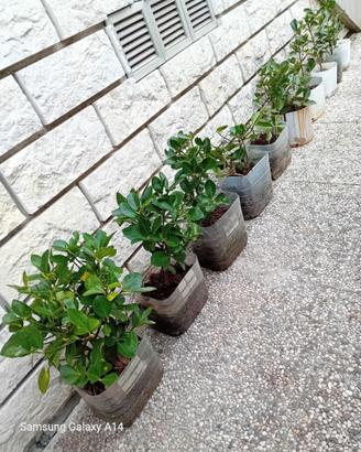 Piante di Evomino non variegato