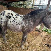 Pony