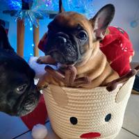 Cuccioli bouledogue francese fulvi e bringee