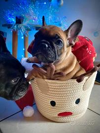 Cuccioli bouledogue francese fulvi e bringee