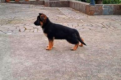 Cucciolo di pastore tedesco