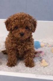 Barboncino toy red con pedigree disponibile