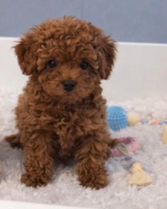 Barboncino toy red con pedigree disponibile