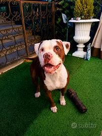 Pitbull
