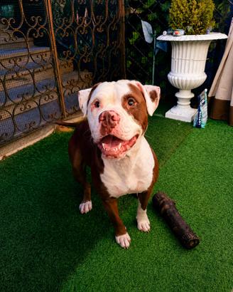 Pitbull