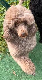 Barboncina nana sterilizzata