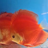 Discus-Flower-Astronotus-scalari. Black friday