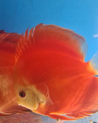 Discus-Flower-Astronotus-scalari. Black friday