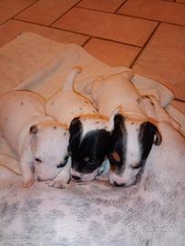 Cucciole Jack Russell