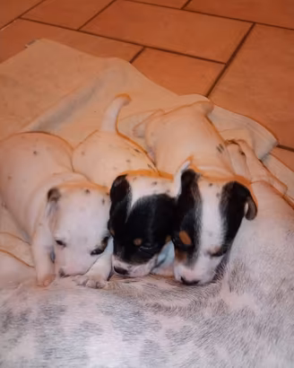 Cucciole Jack Russell