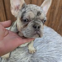Bulldog francesi cuccioli