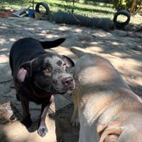 Dono femmine labrador