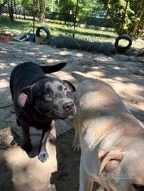 Dono femmine labrador
