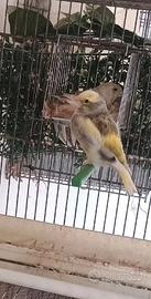Uccelli verdone mutati