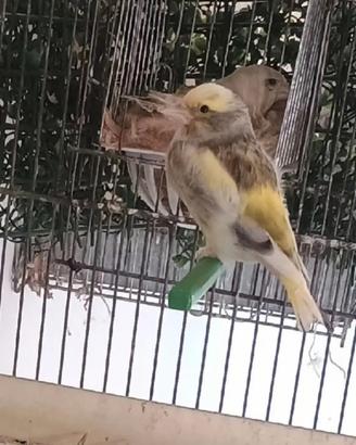 Uccelli verdone mutati