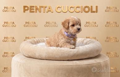 MALTIPOO & MALTIPO CUCCIOLI ALBICOCCA -pag rateale