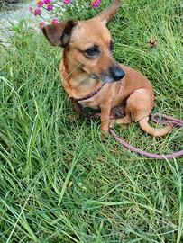 Adozione cagnolina Briciola