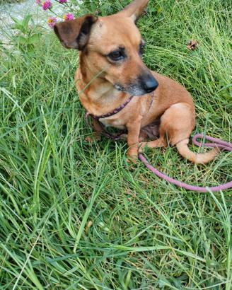 Adozione cagnolina Briciola