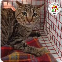 Maschio - 4 anni circa